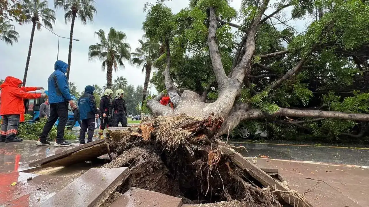 Mersin’de Şiddetli Yağış Felaketi: Devrilen Ağaç 3 Aracı Altına Aldı! 3